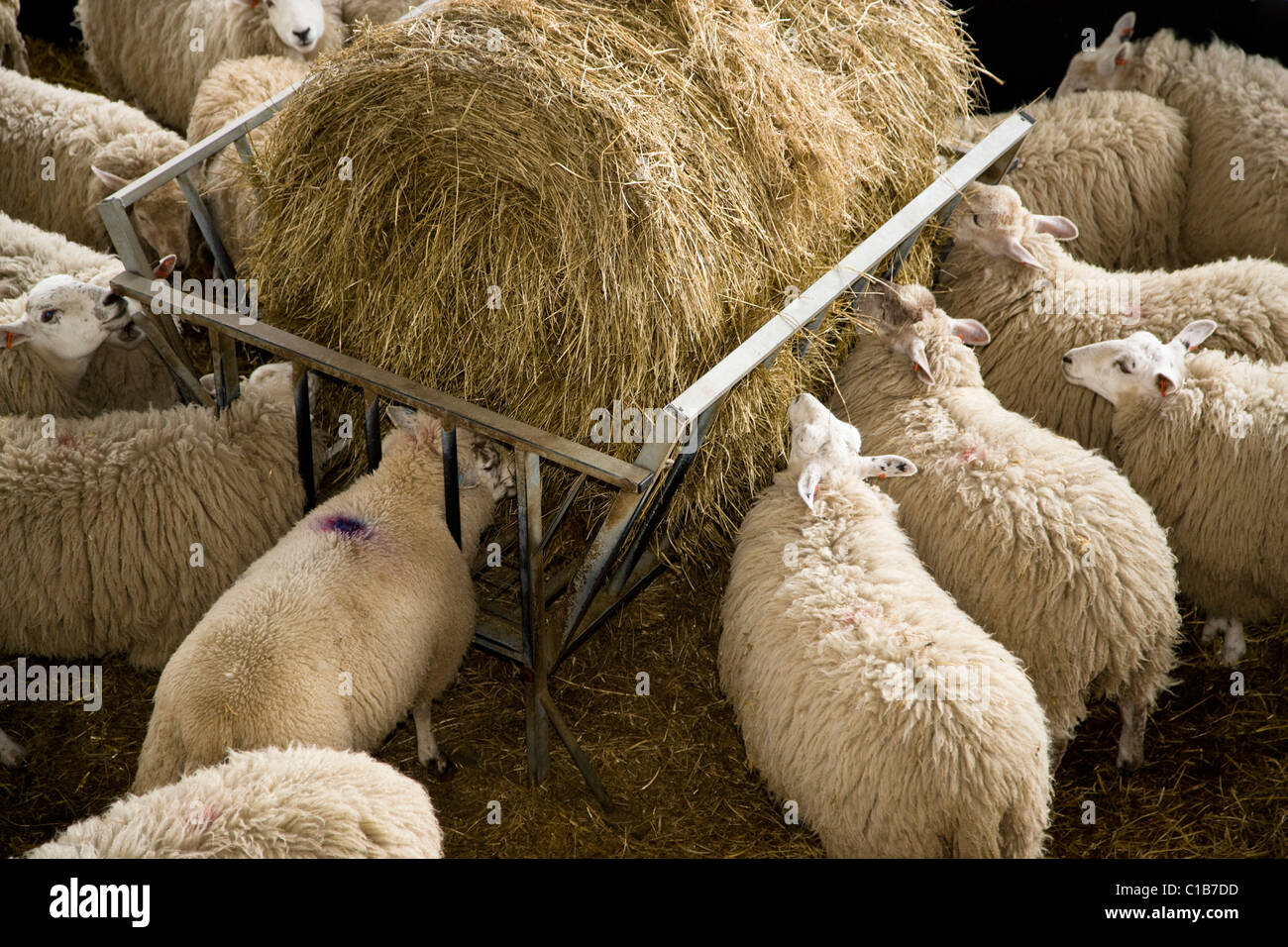 Sheep Feeding Stock Photo Alamy