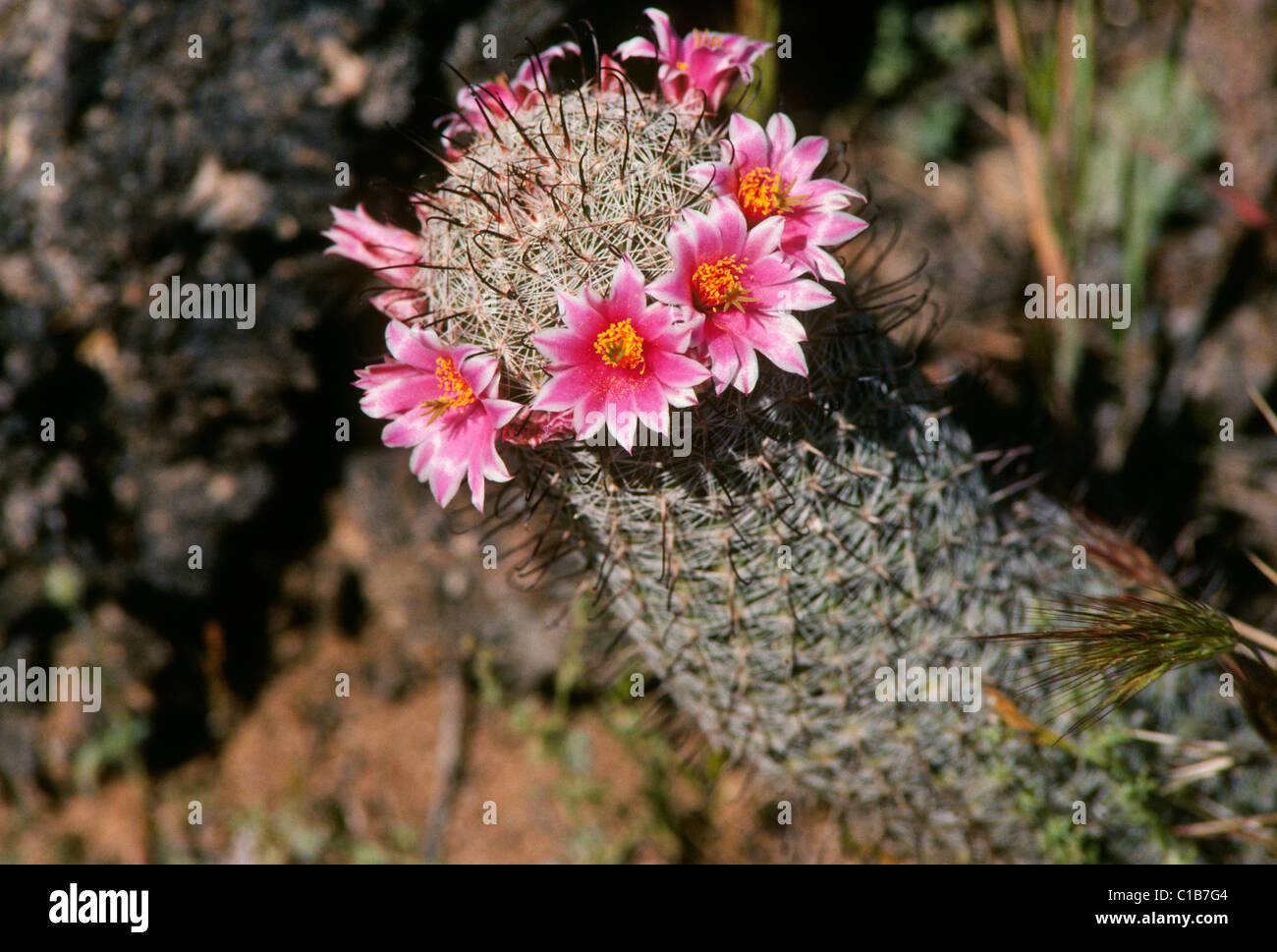 Hedgehog cactus in the Arizona desert near Globe, Arizona Stock Photo