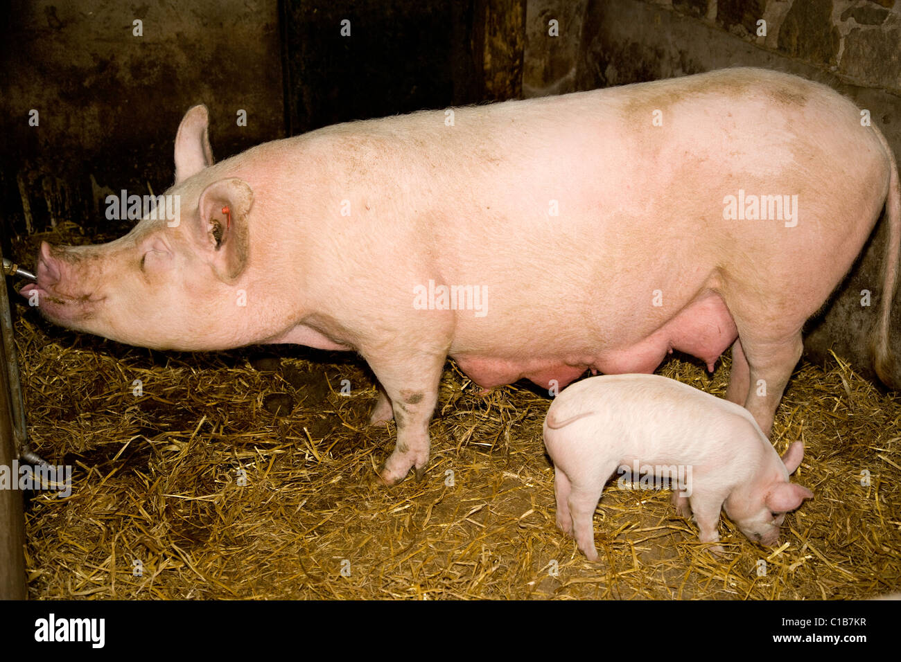 Mother pig and piglet Stock Photo