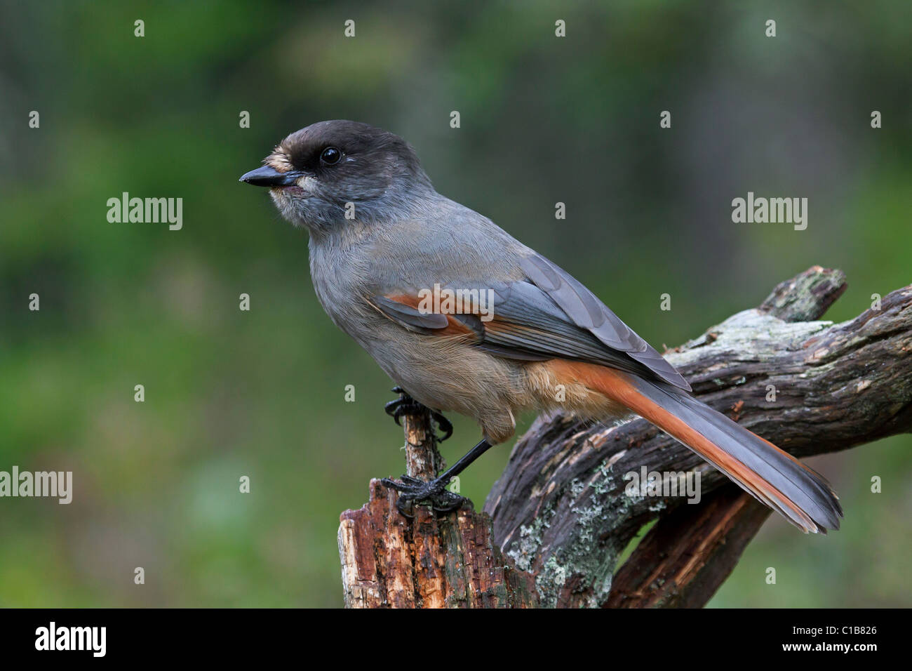 Siberian Jay (Perisoreus infaustus) perched on tree trunk, Sweden Stock Photo