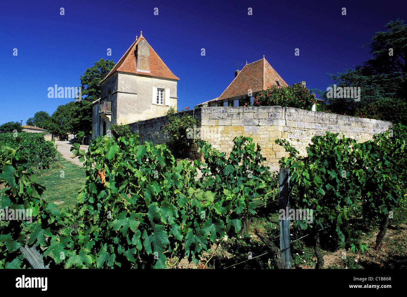 France, Gironde, Saint Emilion, Chateau Belair vineyards, grand cru