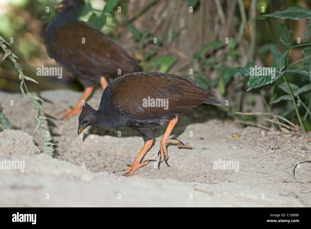 Orange-footed Scrubfowl Megapodius reinwardt Queensland Australia October Stock Photo