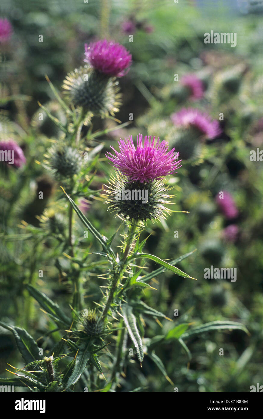 Scottish Thistle in full bloom growing wild Stock Photo Alamy