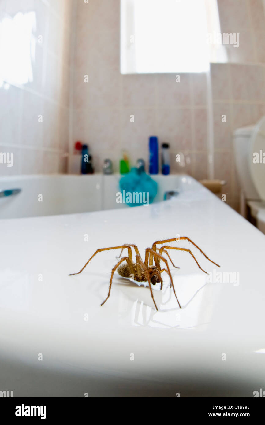 Common House Spider in bathroom Stock Photo
