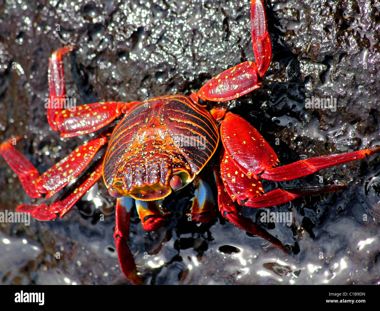 A Sally Lightfoot Crab (Grapsus grapsus) in the Galapagos Islands Stock Photo