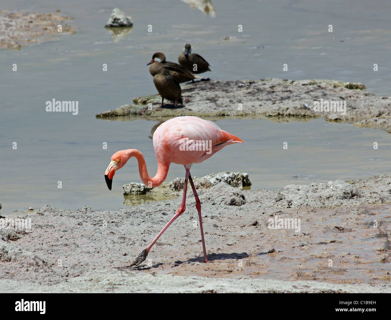 Pink Greater Flamingo (Phoenicopterus roses) in the Galapagos Islands Stock Photo