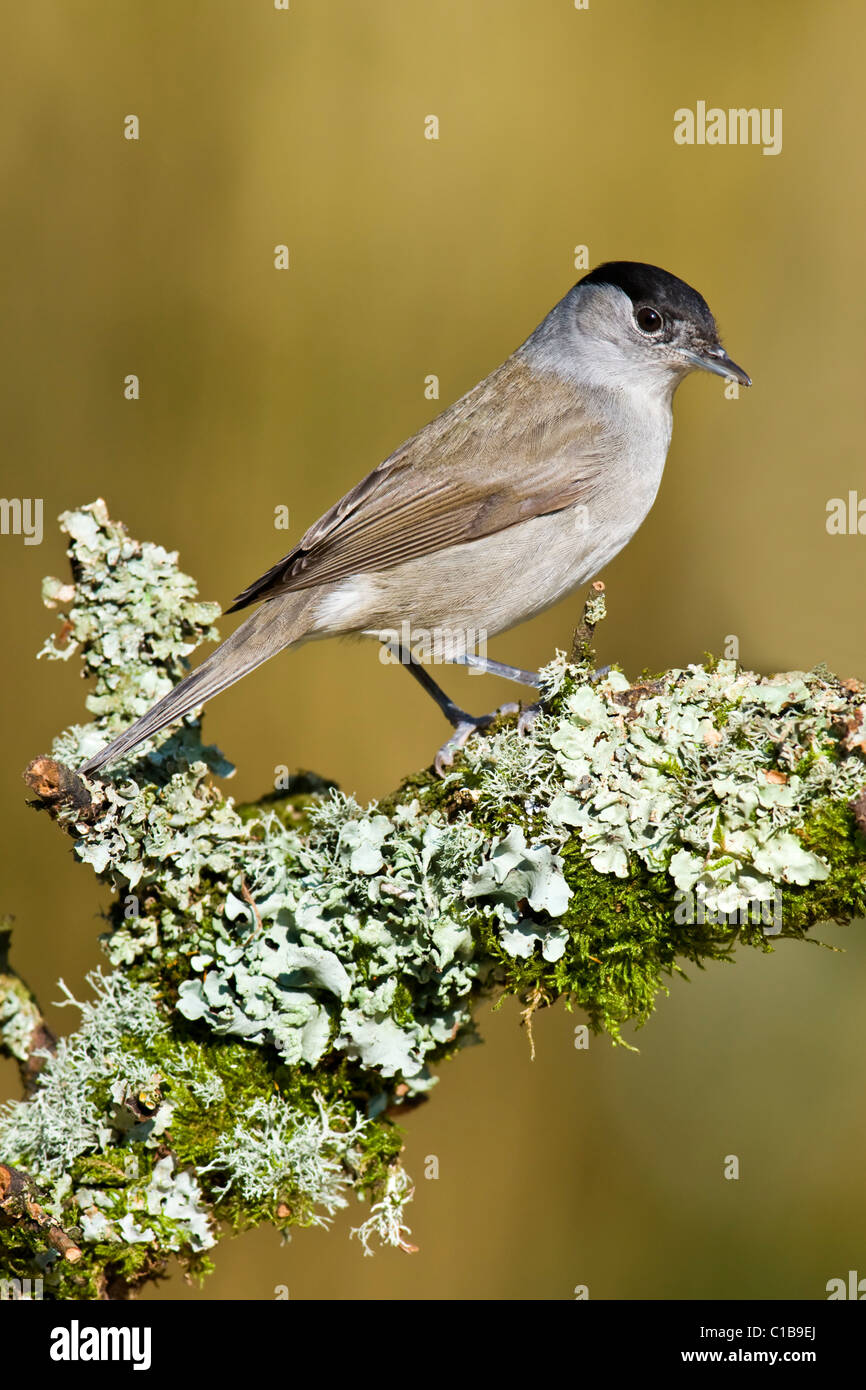 Male Blackcap perched on lichen covered branch Stock Photo