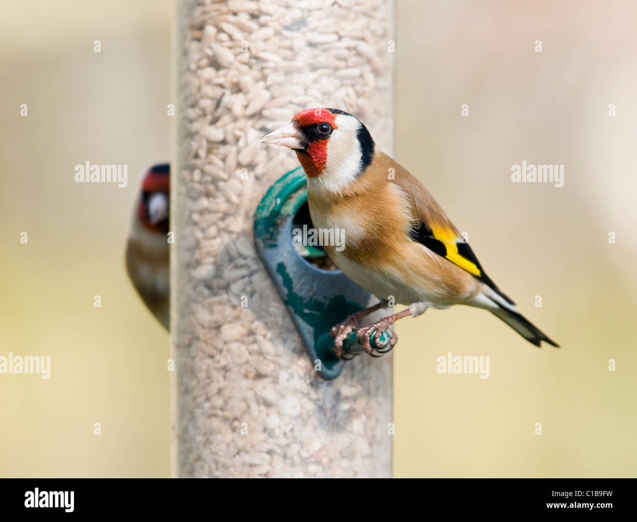 Goldfinches Feeding From Garden Bird Feeder Stock Photo 35284365