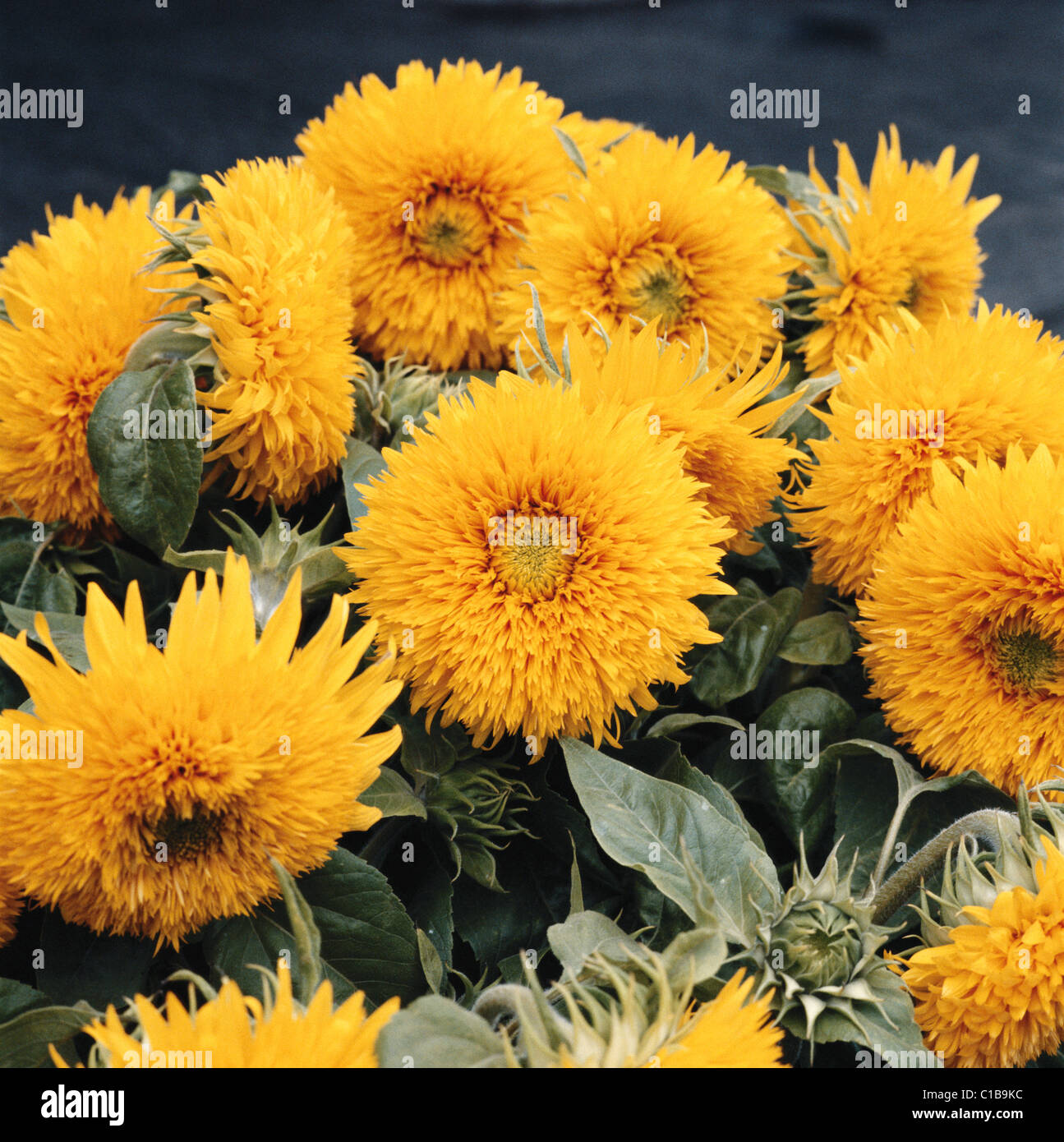 Sunflowers, Amsterdam market, Holland, the Netherlands Stock Photo Alamy