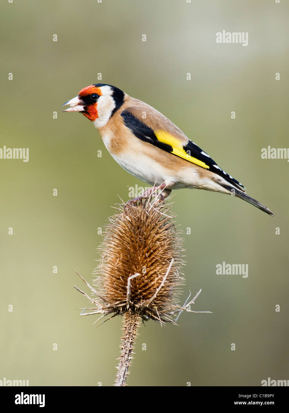 Goldfinch perched on dried Teasel Stock Photo