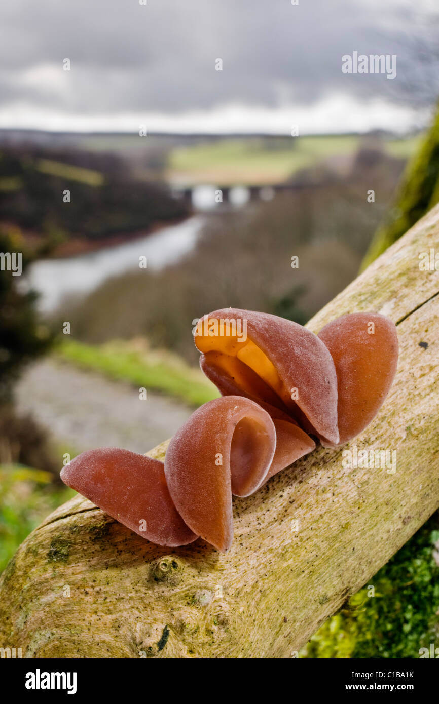 Jelly Ear Fungi growing on deadwood under stormy skies Stock Photo