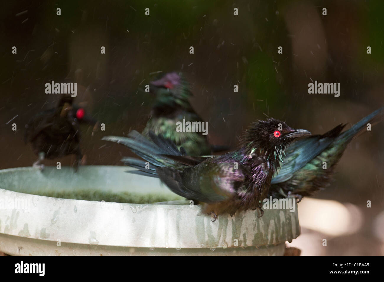 Metallic Starling Aplonis metallica bathing in garden bird bath Kingfisher Park Queensland Australia Stock Photo