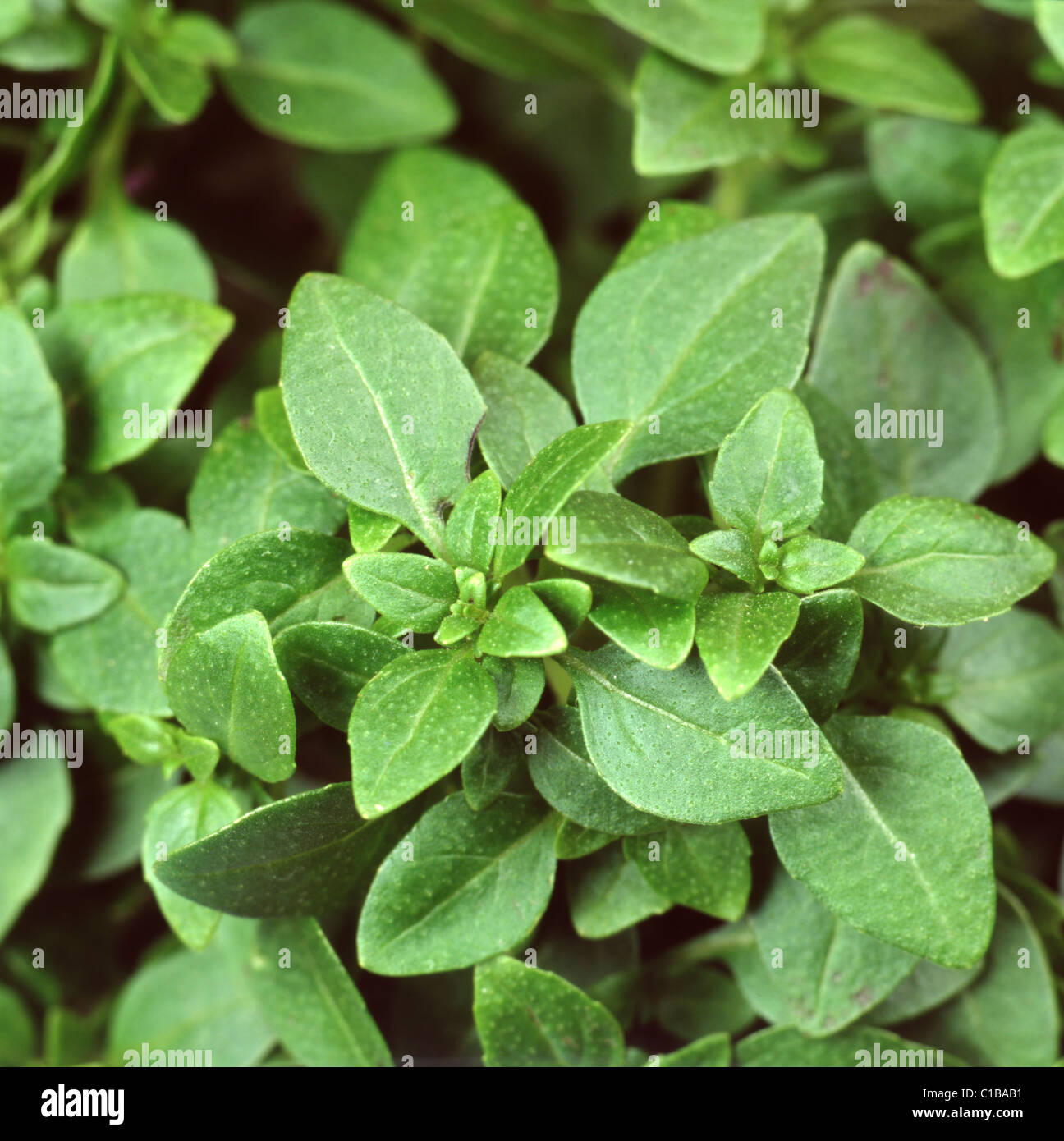 Growing greek basil hi-res stock photography and images - Alamy