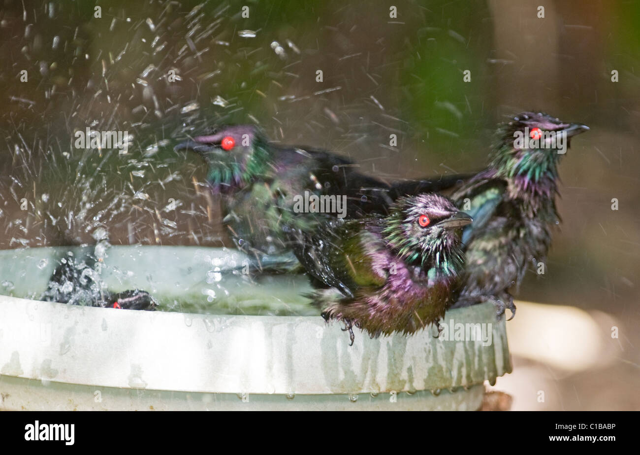 Metallic Starlings Aplonis metallica in bird bath Kingfisher Park Queensland Australia Stock Photo