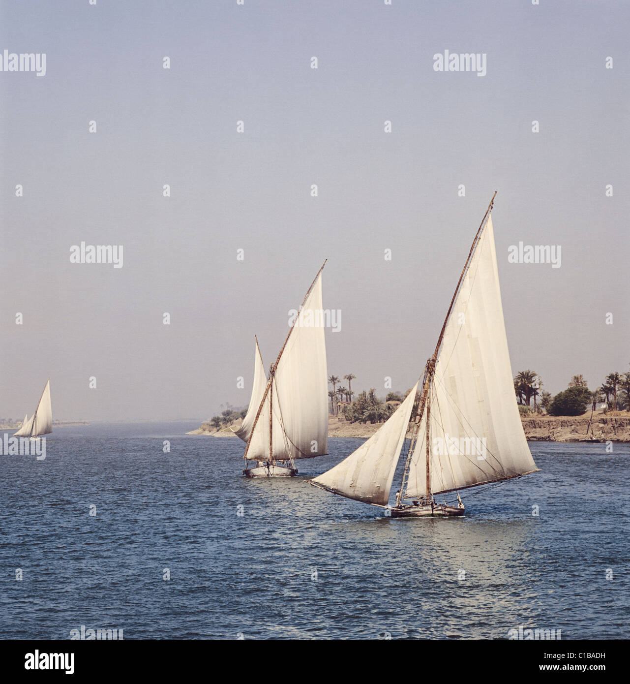 Working Feluccas on the River Nile, at dawn, Egypt, North Africa Stock Photo