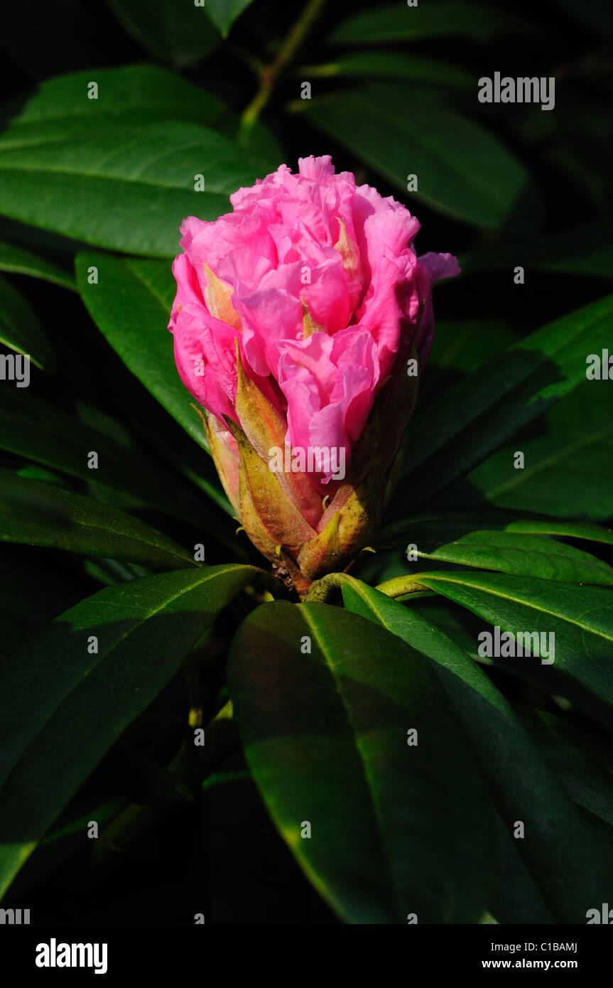 Rhododendron Flower Head Stock Photo - Alamy