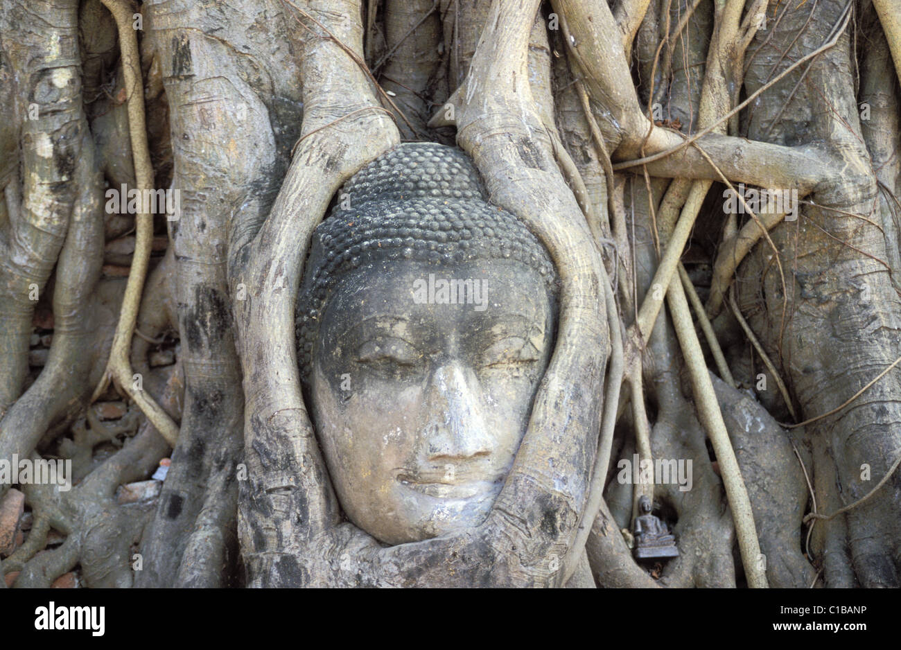 Thailand, Ayutthaya province, historical park, Wat Phra Mahathat, a Buddha head covered by the roots of a tree Stock Photo