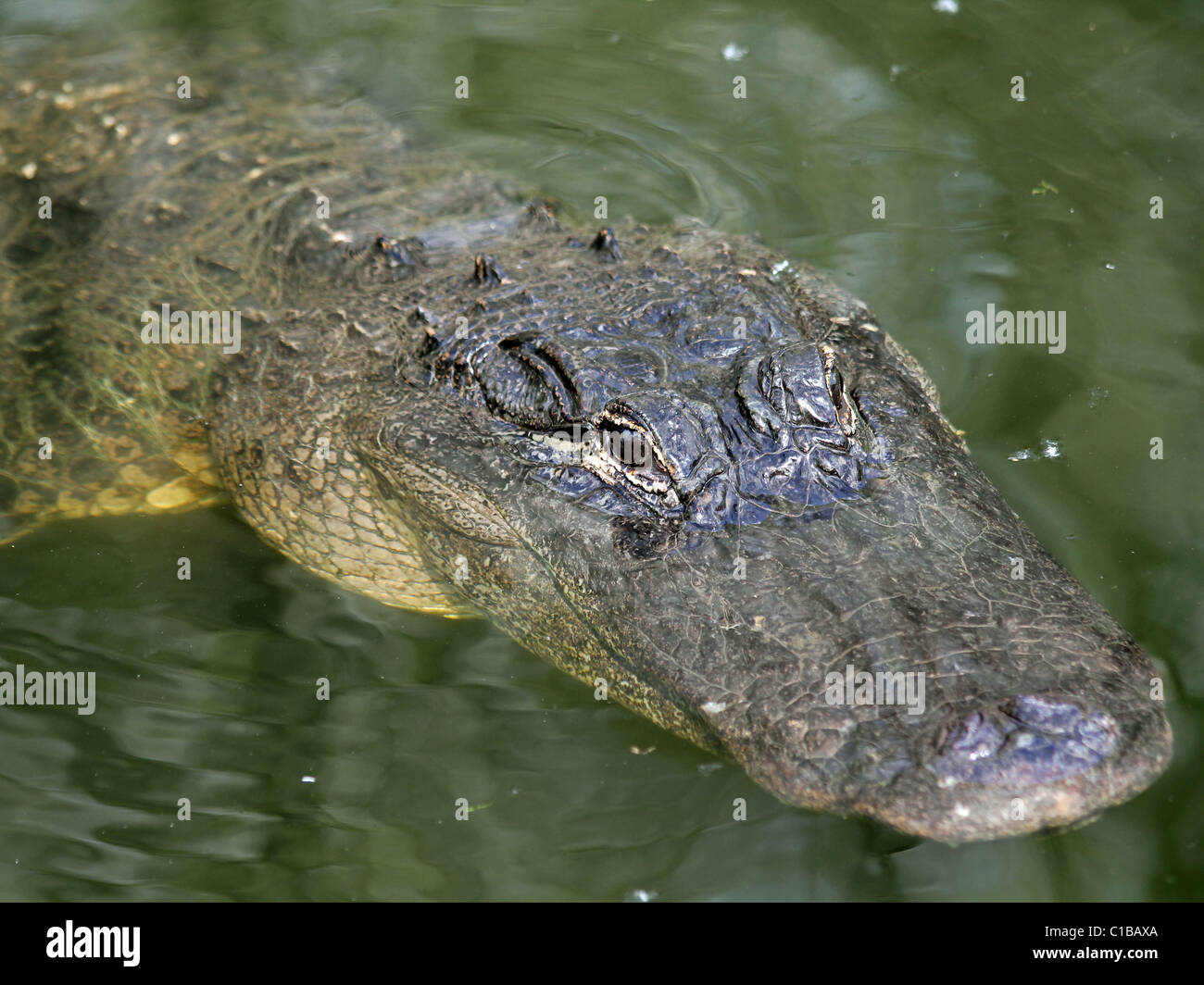American Alligator (Alligator mississippiensis) in Florida Stock Photo