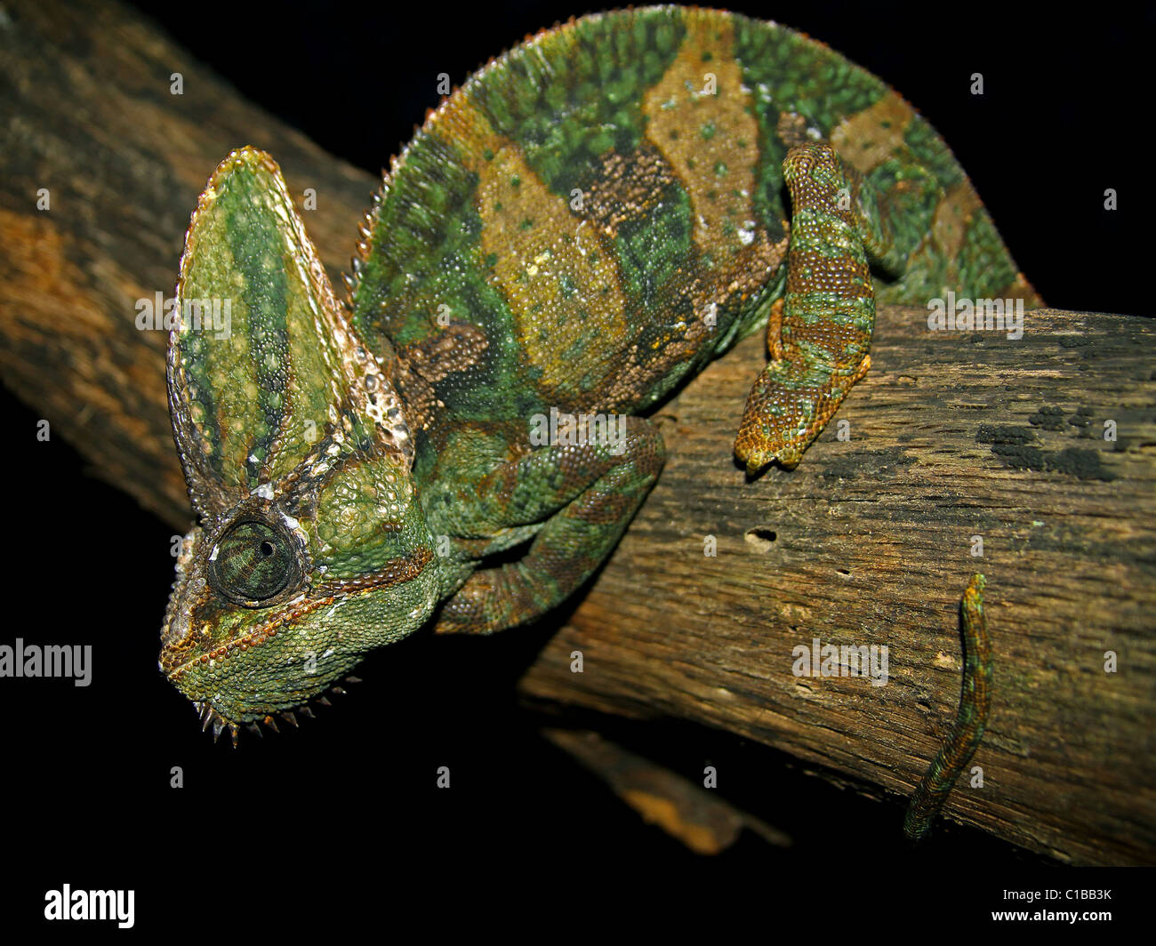 An adult male Veiled Chameleon (Chamaeleo calyptratus) in Florida (where it is an invasive species) Stock Photo