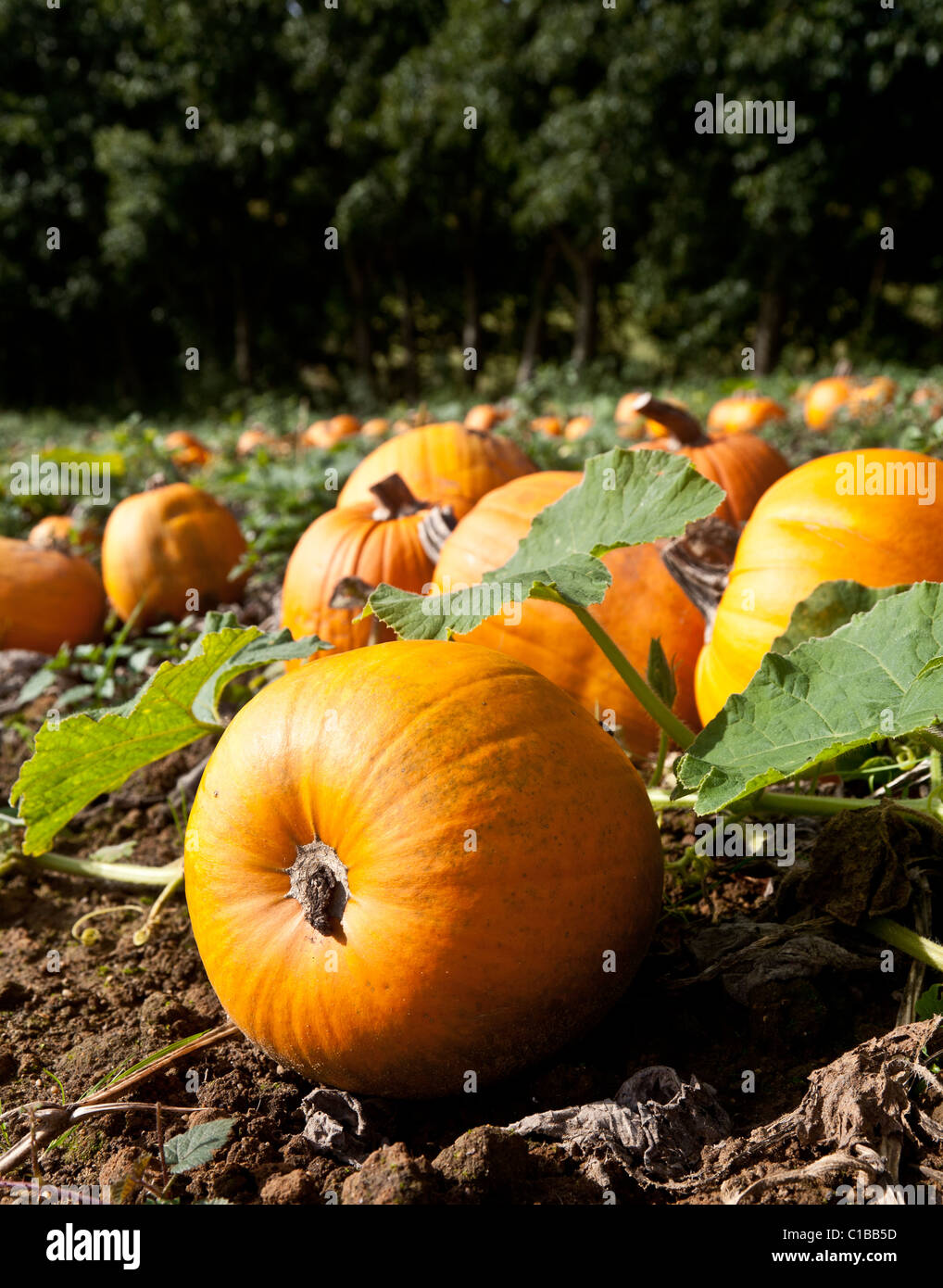 Pumpkins being harvested in a field in Surrey Stock Photo - Alamy
