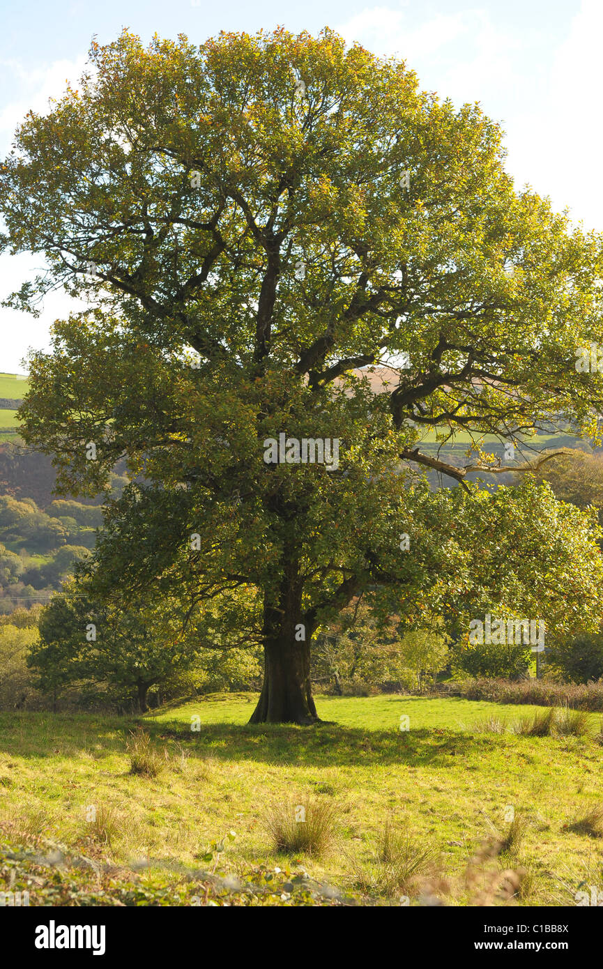 Oak Tree standing proud in a field in Swansea, Wales Uk Stock Photo Alamy
