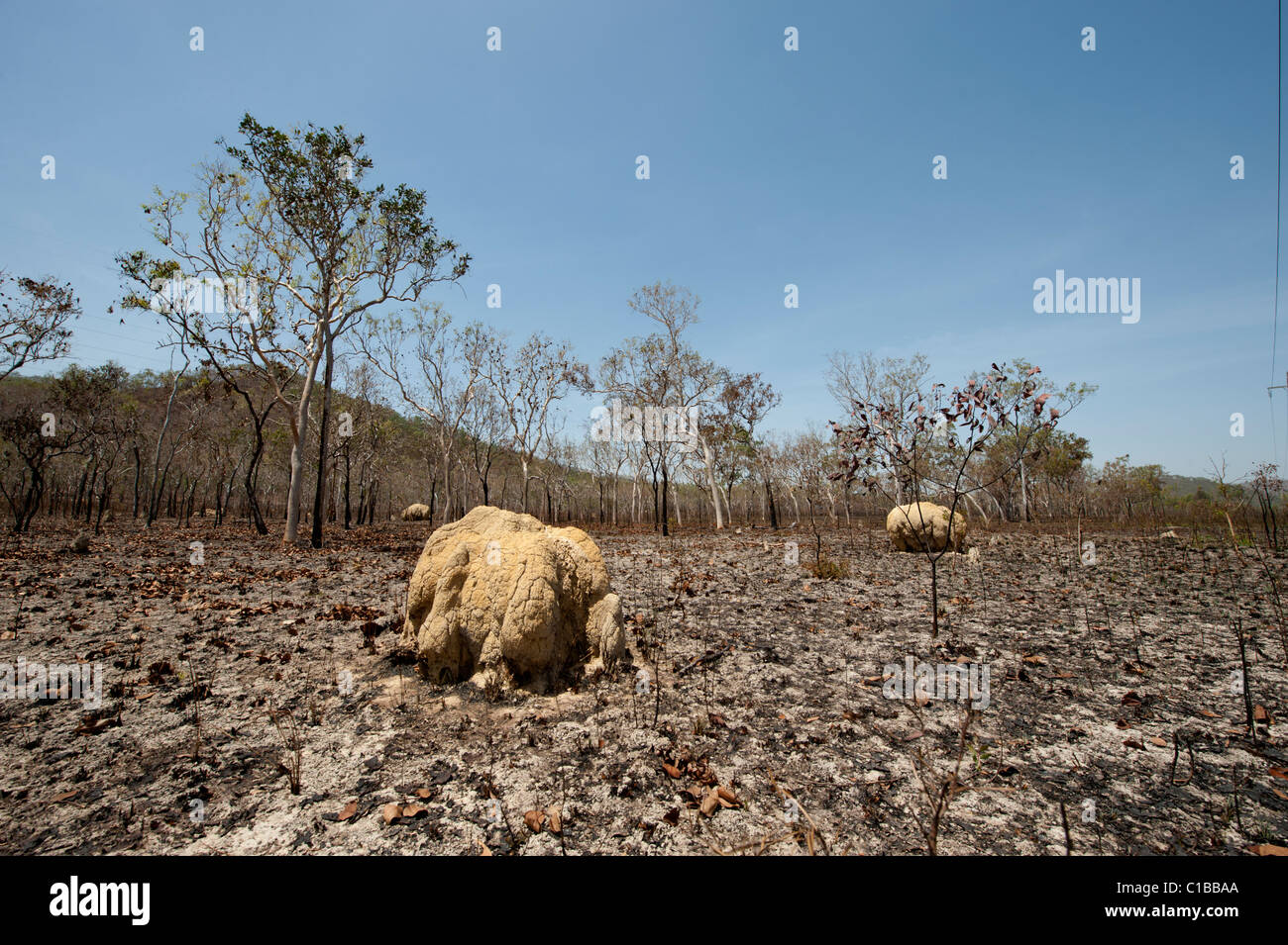Scorched woodland after bush fire south of Cairns Queensland Australia Stock Photo