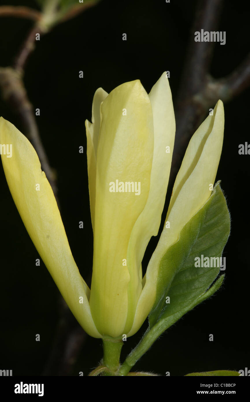 Magnolia 'Papillon' Stock Photo