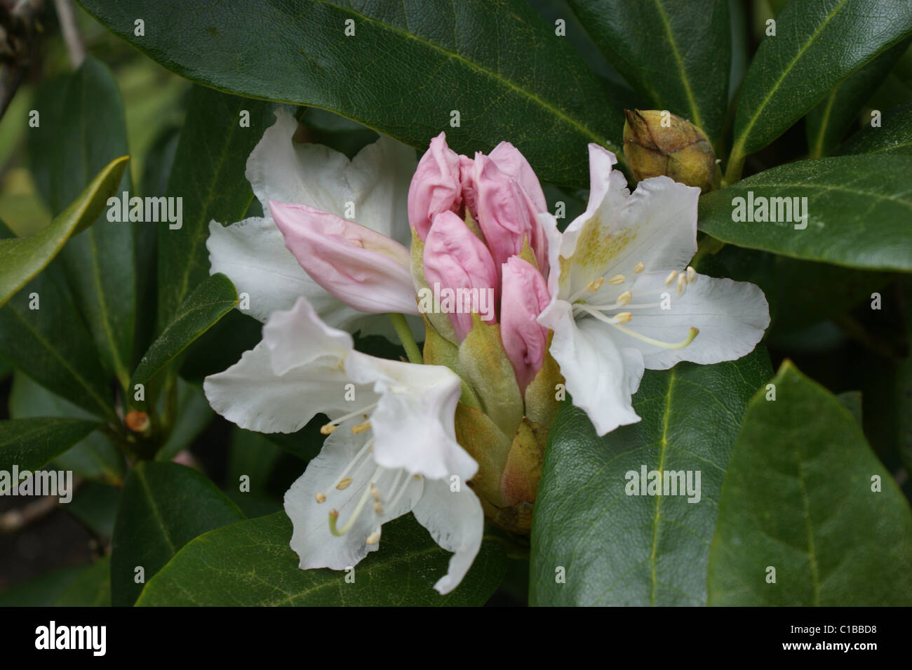 Rhododendron 'Cunningham's White' Stock Photo