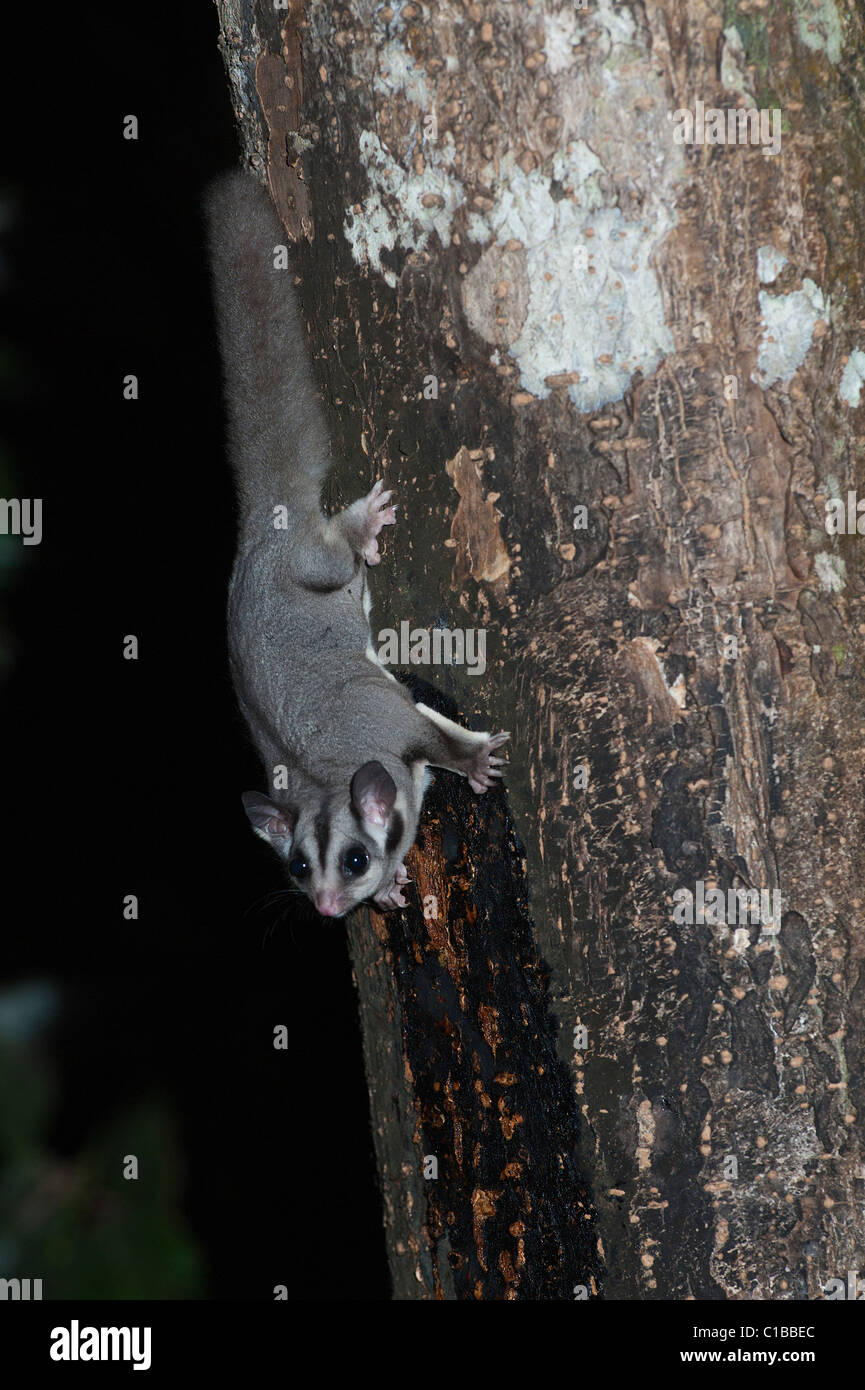 Sugar Glider Petaurus breviceps Queensland Australia Stock Photo Alamy
