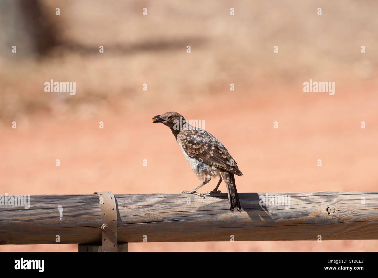 Spotted Bowerbird Chlamydera Maculata Queensland Australia Stock Photo 