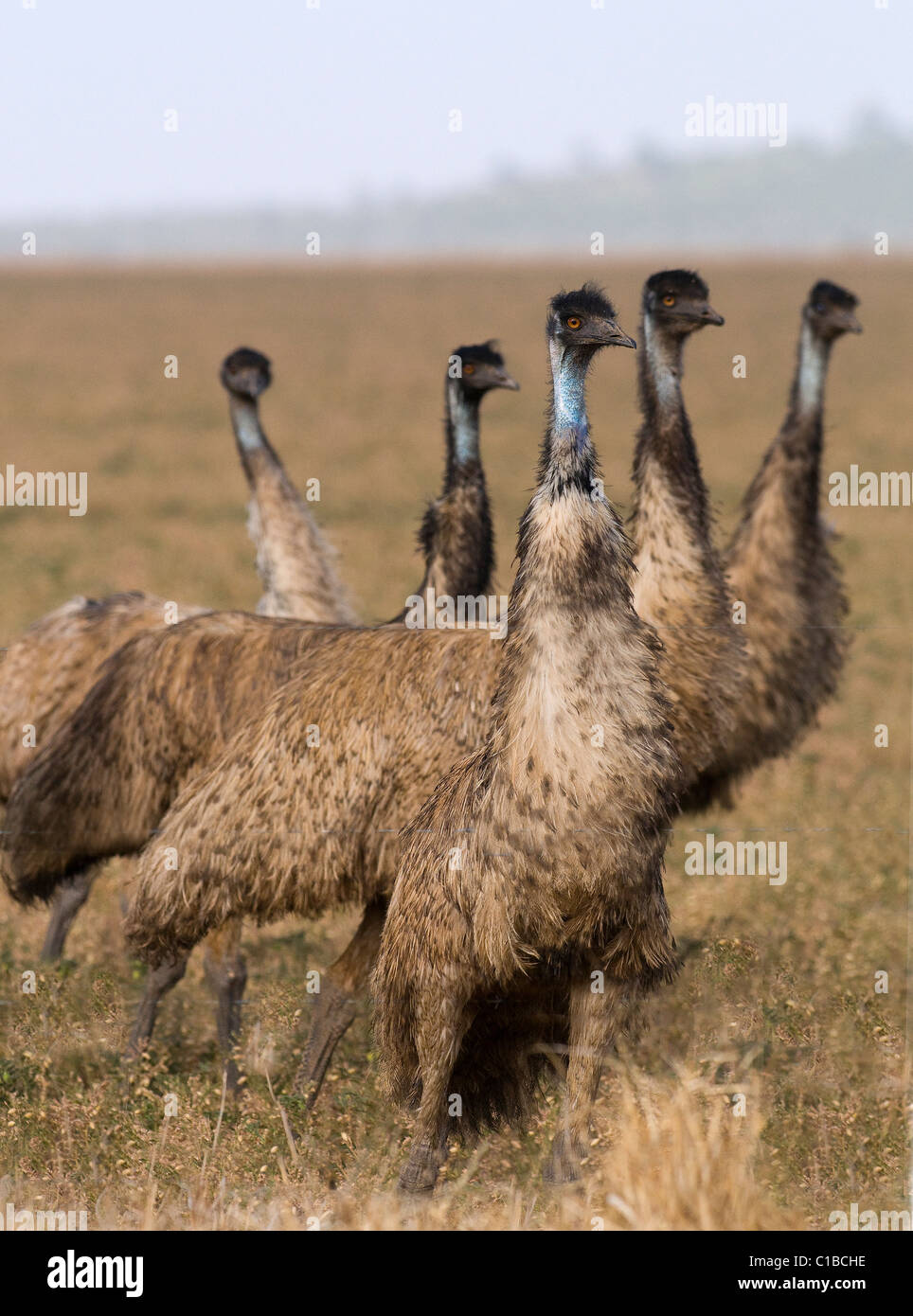 Emu Dromaius novaehollandiae Queensland Australia Stock Photo