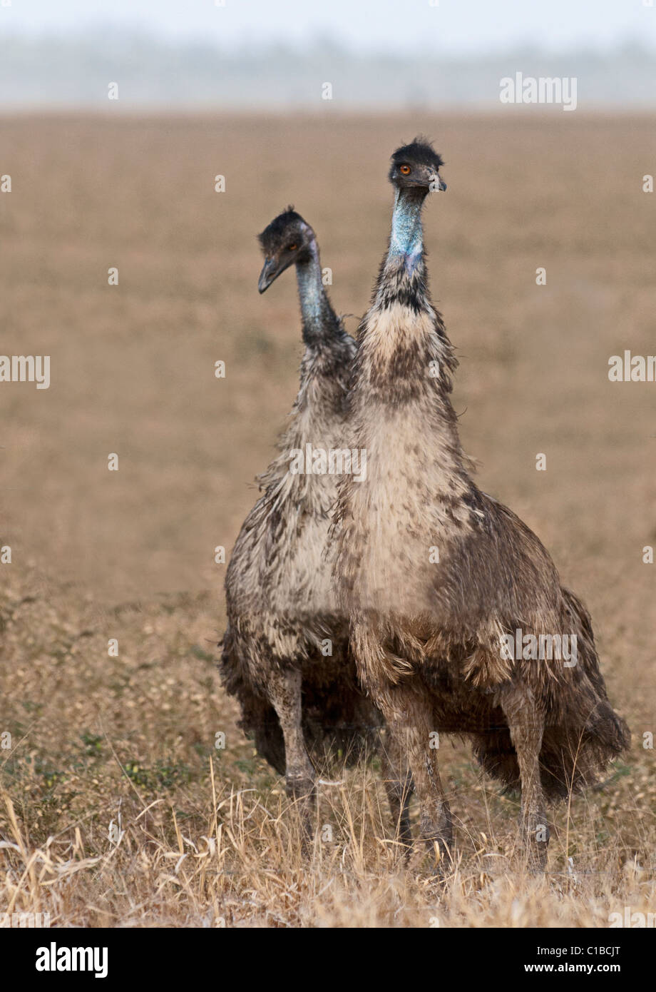 Emu Dromaius novaehollandiae Queensland Australia Stock Photo