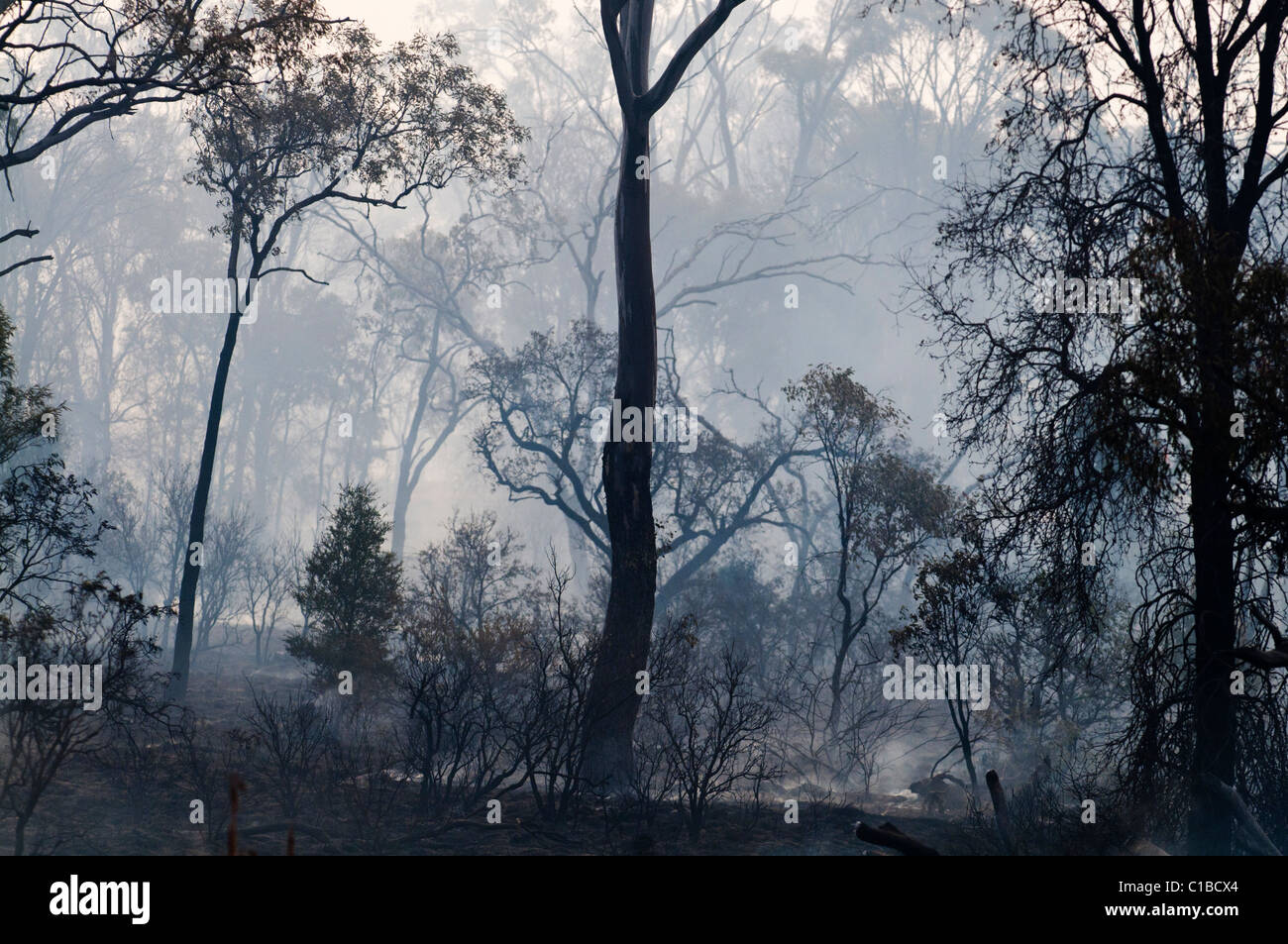 Aftermath of a bush fire near Charter Towers Queensland Australia Stock Photo