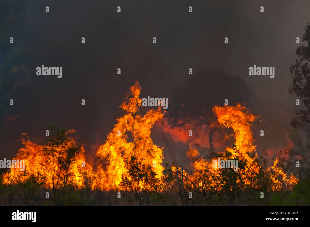 Bush fire in Queensland Austtralia Stock Photo