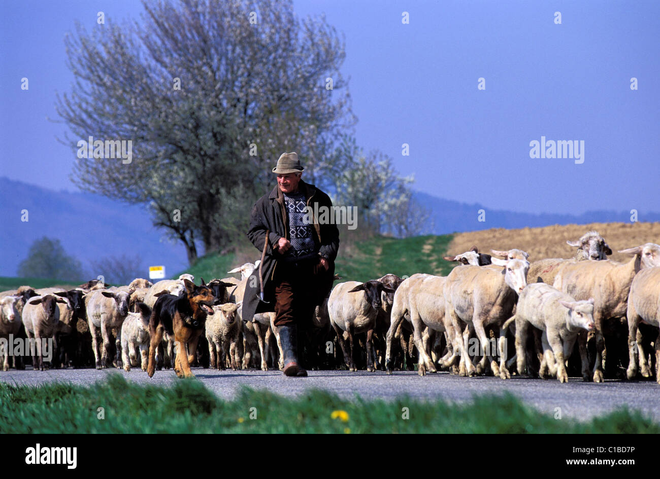 France, Bas Rhin, Ingolsheim, one of the last shepherd and his flock Stock Photo