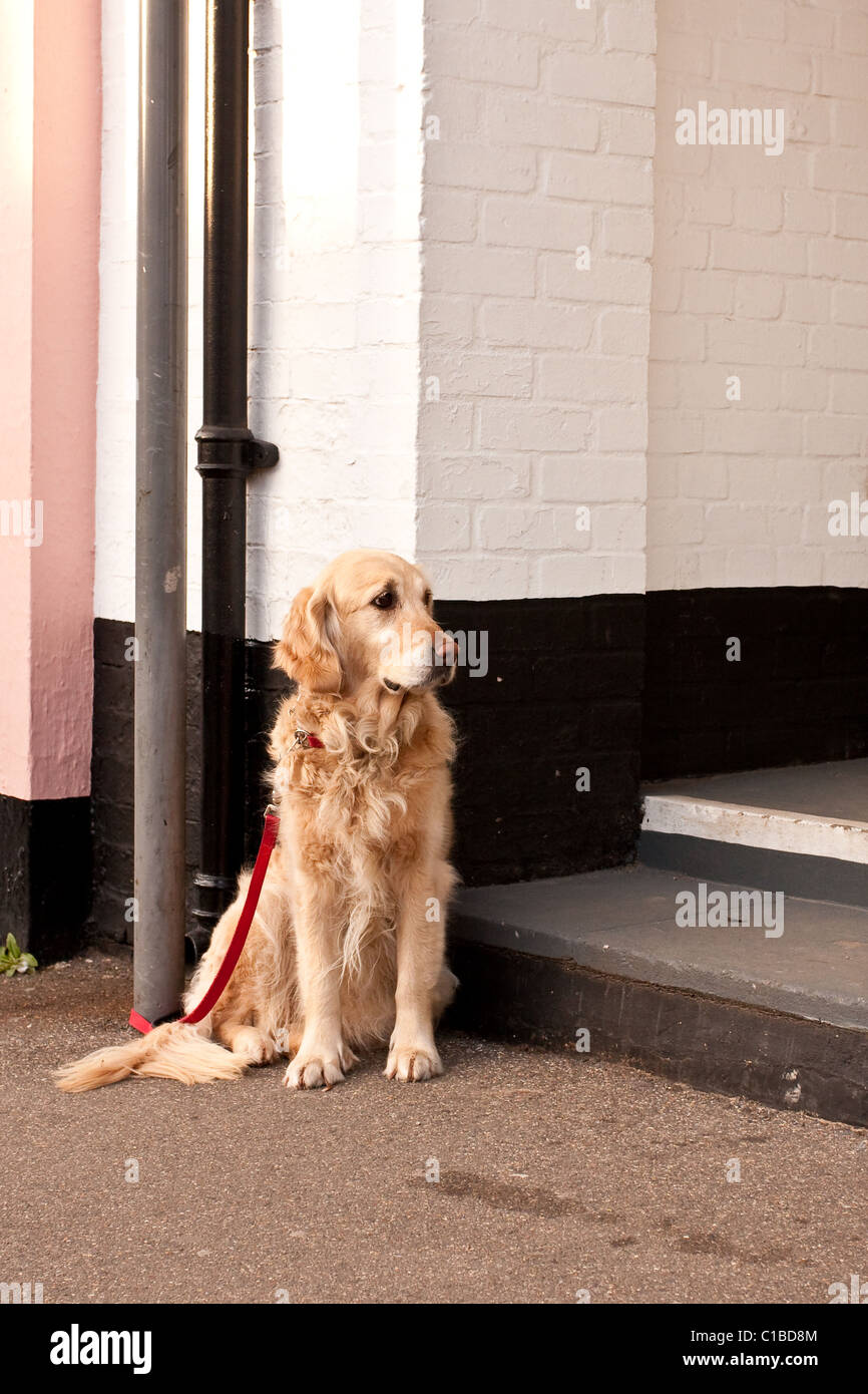 Golden retriever waiting for owner Stock Photo - Alamy