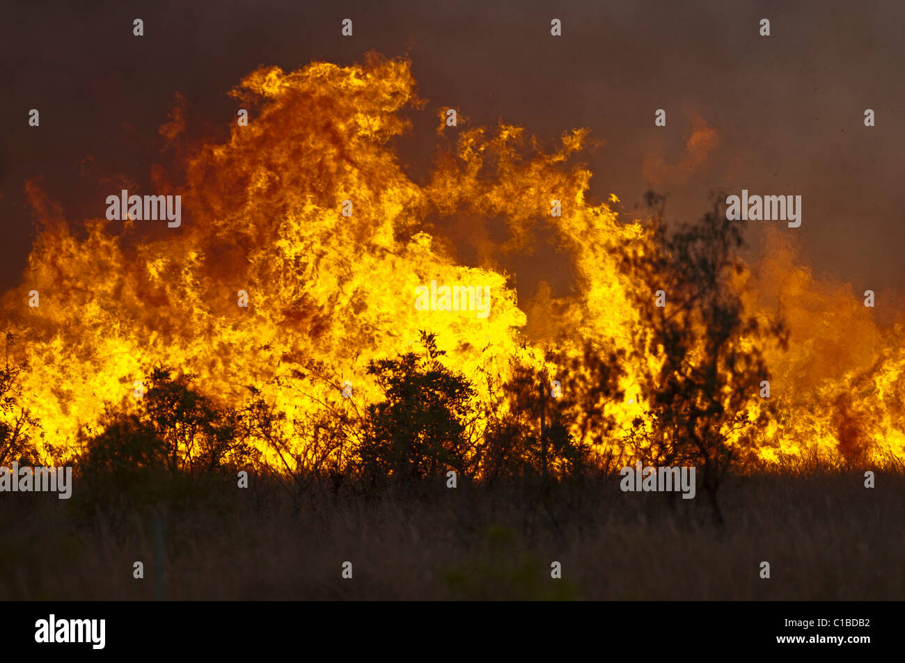 Bush fire in Queensland Austtralia Stock Photo