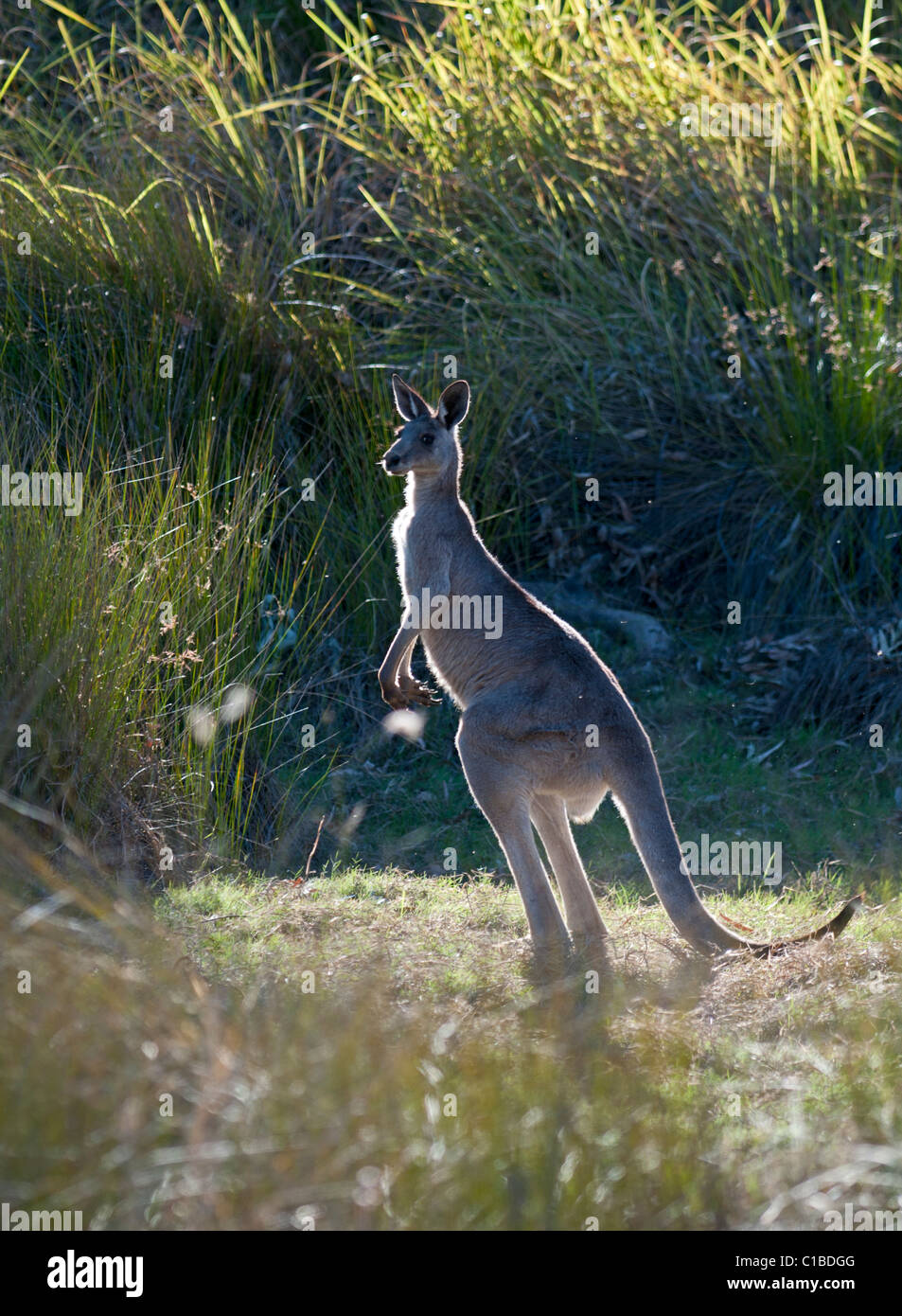 Grey Kangaroo Macropus giganteus Queensland Australia Stock Photo