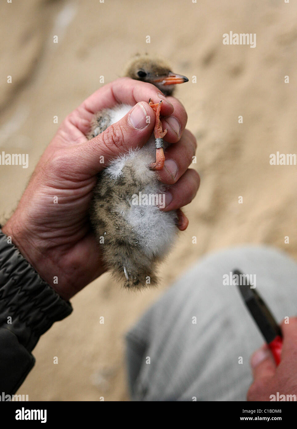 Bird monitoring hi-res stock photography and images - Alamy