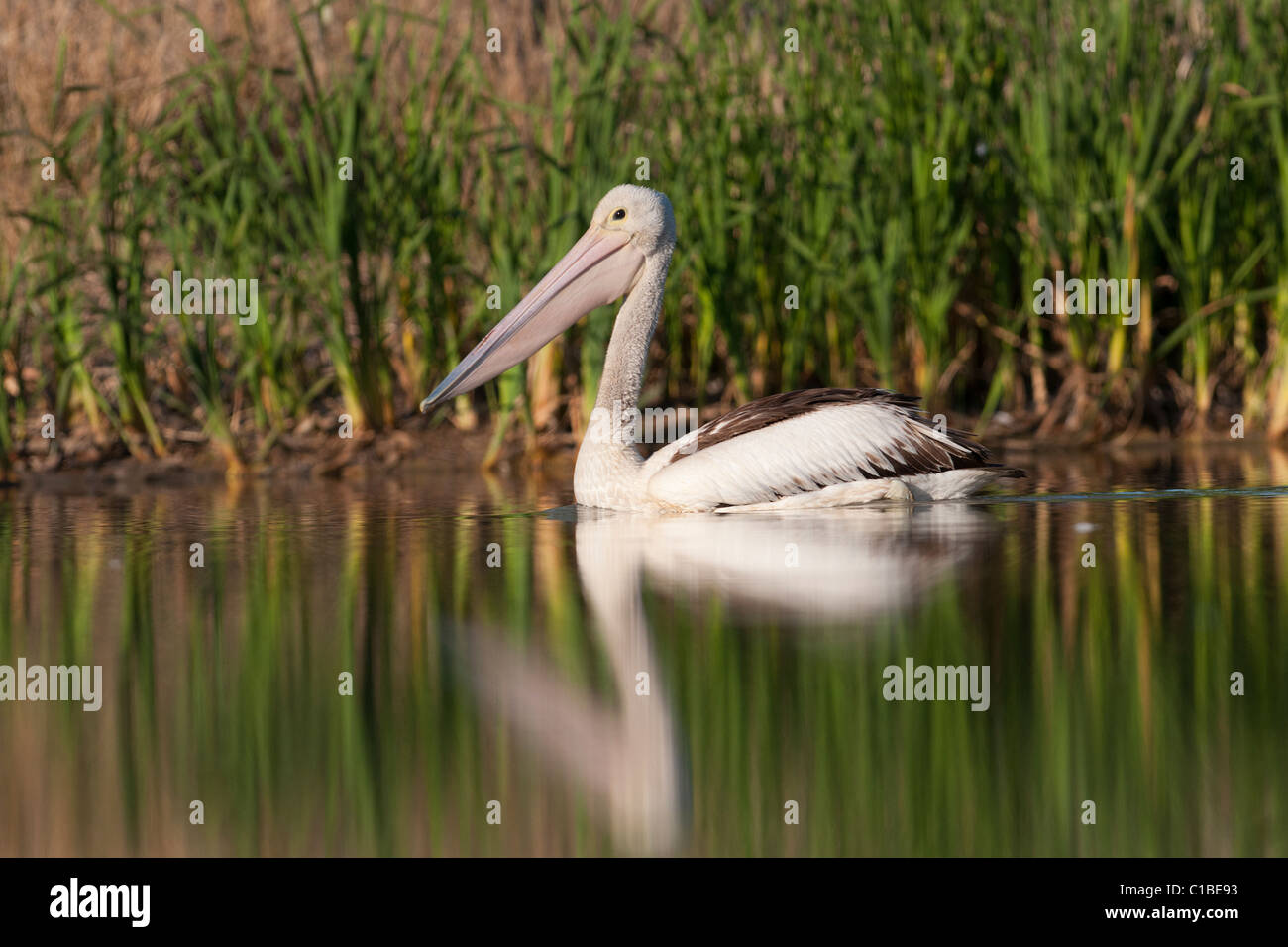 Australian Pelican Brisbane Australia Stock Photo