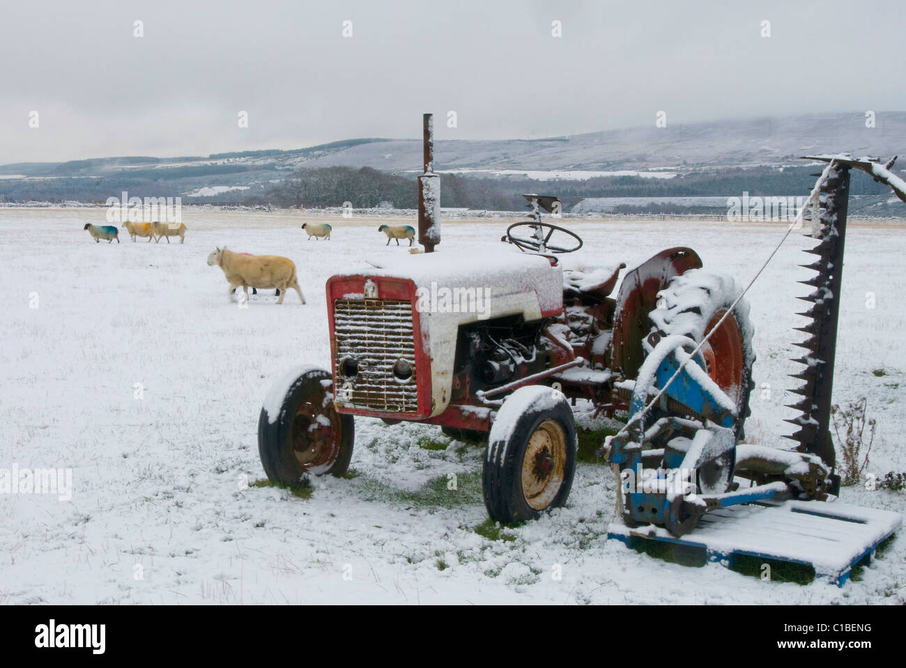 Working vintage tractor in snow by Culloden Battlefield Inverness-shire Stock Photo