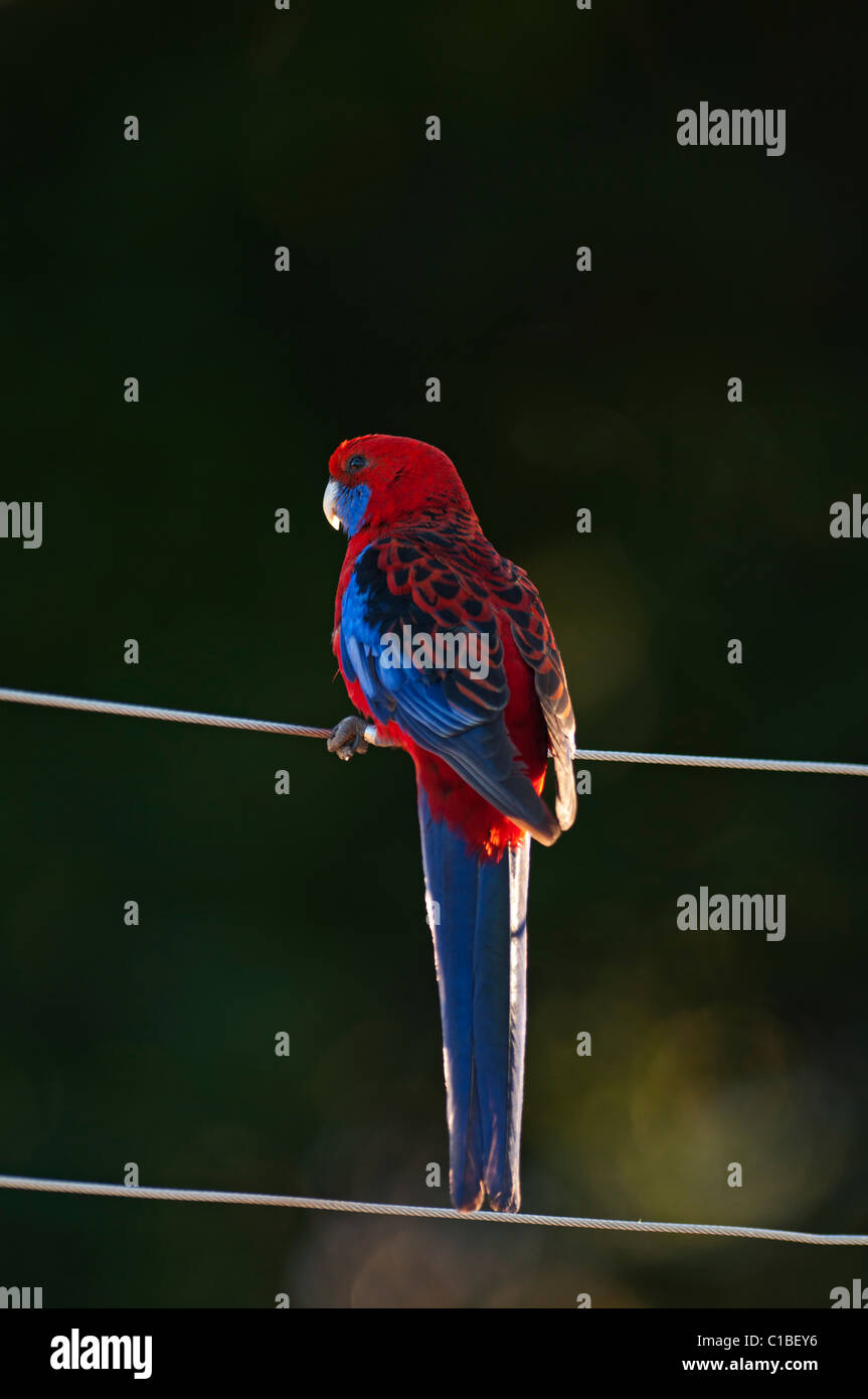 Crimson Rosella Platycercus elegans at O'Reilly's Lamington NP Queensland Australia Stock Photo