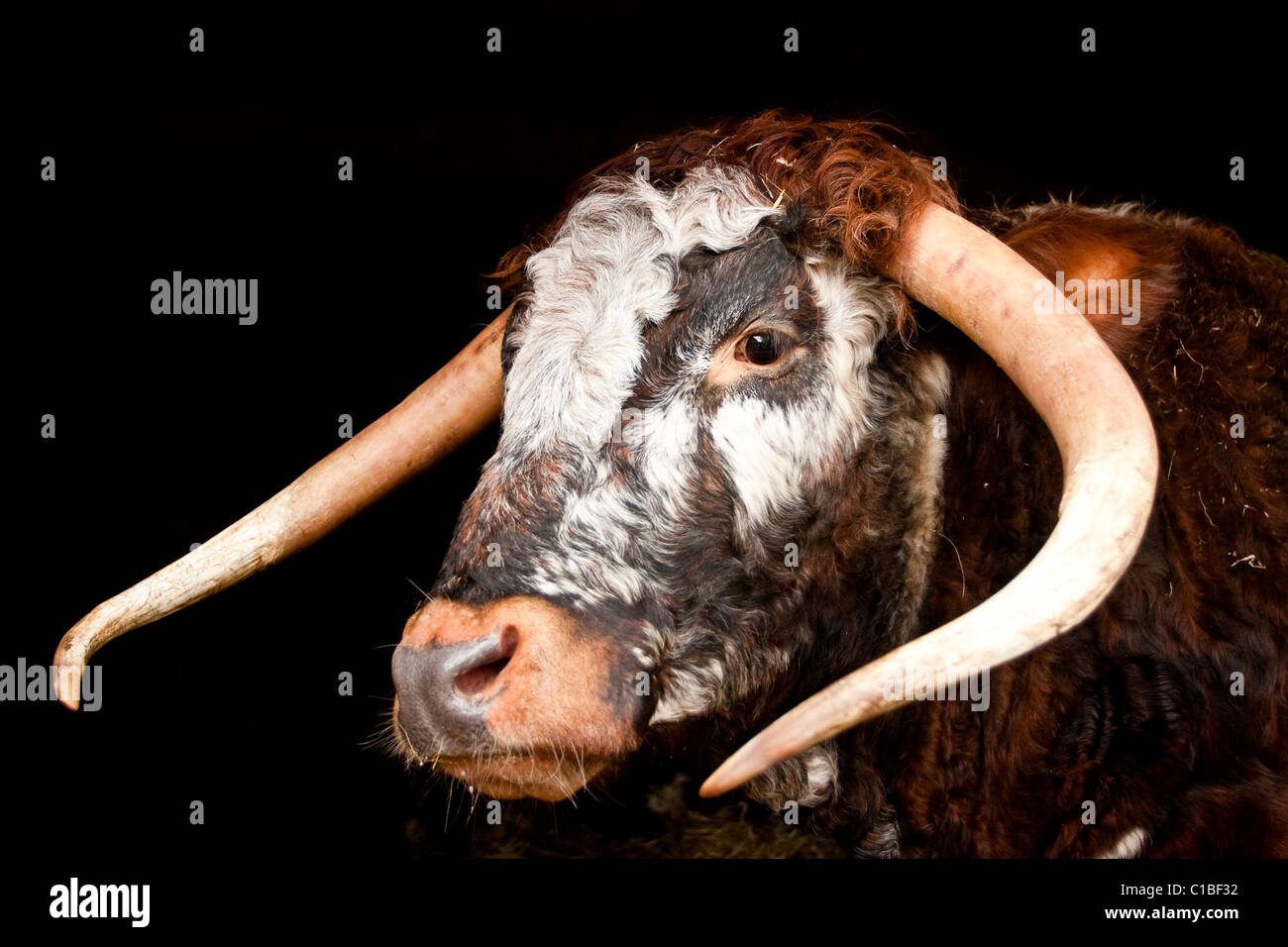 Long horn cow Stock Photo