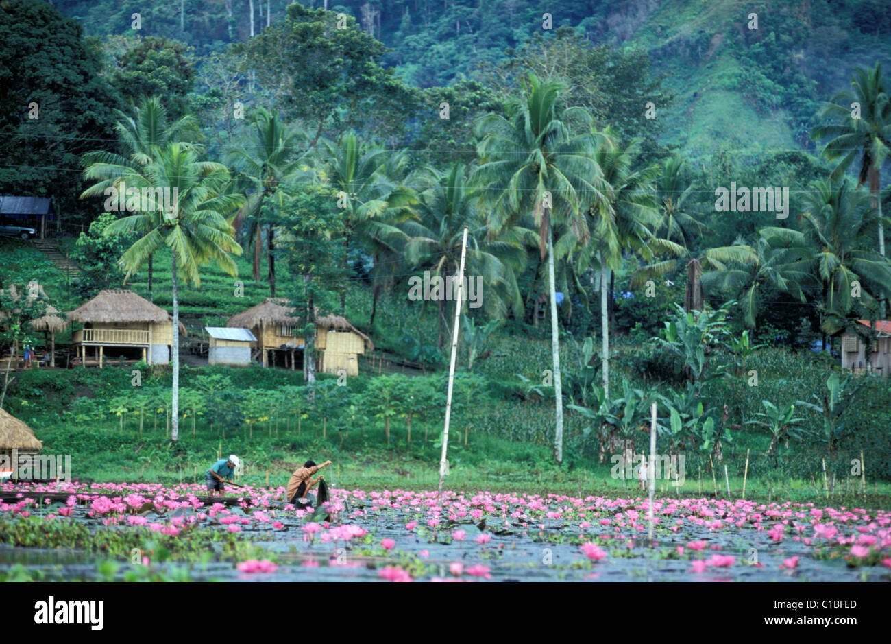 Philippines, Mindanao Island, Cotabato province, lotus flowers on the Sebu lake Stock Photo