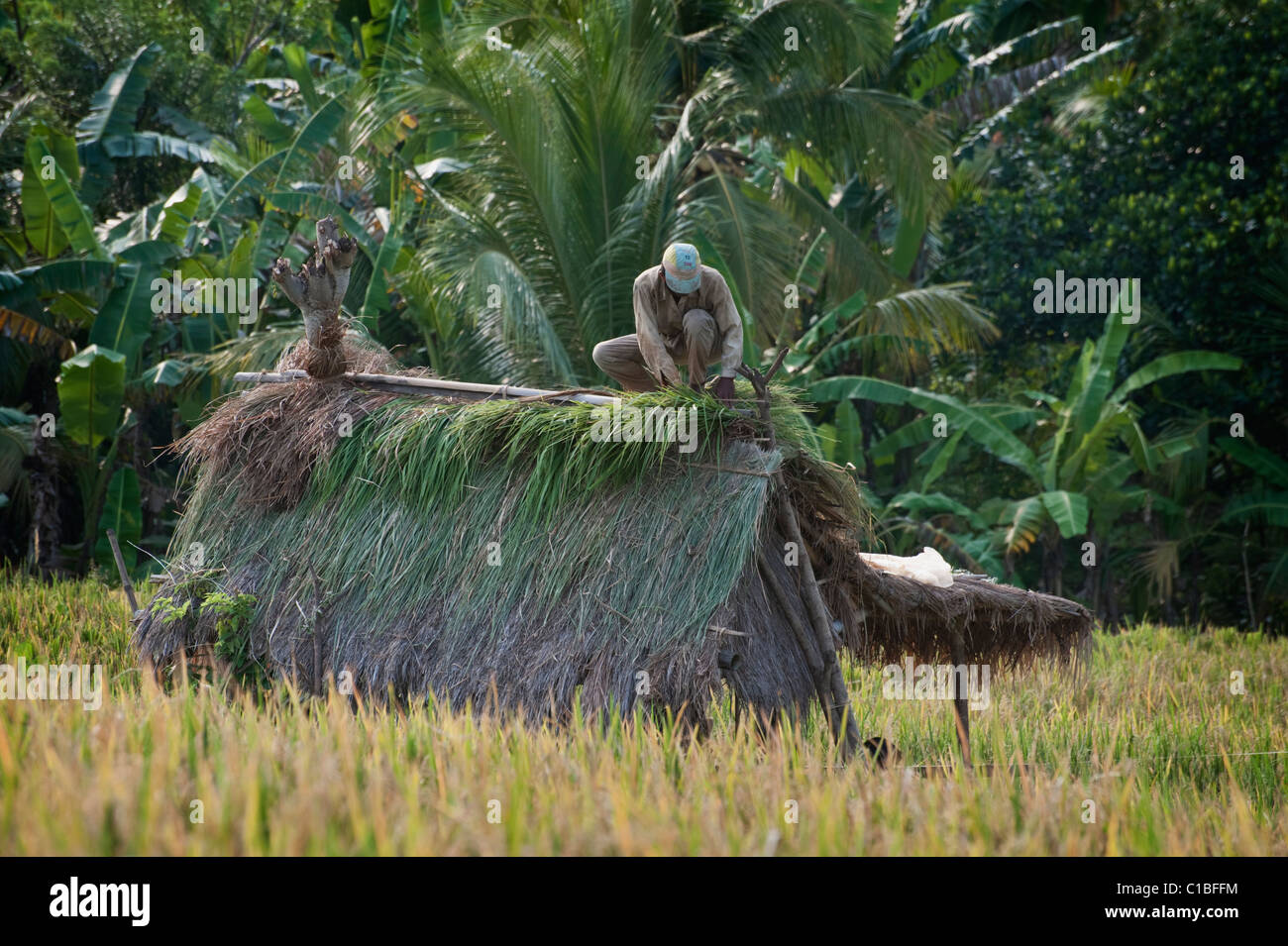 A Balinese man thatches a new roof no a hut in a terraced rice field in the Bali, Indonesia countryside. Stock Photo