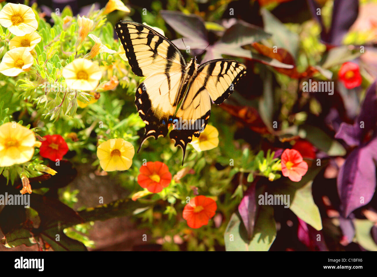 FLOWER, YELLOW, BUTTERFLY, SWALLOWTAIL, INSECT, SUMMER Stock Photo - Alamy