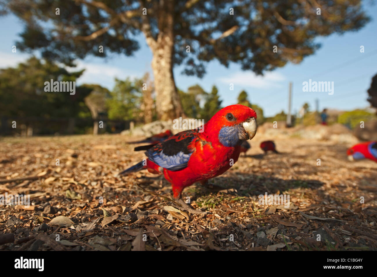 Crimson Rosella Platycercus elegans at O'Reilly's Lamington NP Queensland Australia Stock Photo