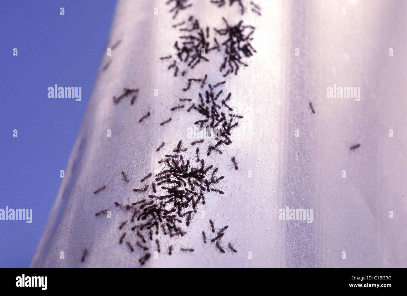 argentine ants trapped in a bottle Stock Photo Alamy