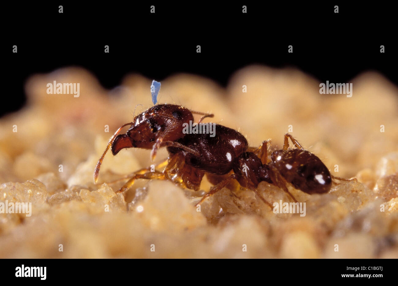 France, Ant Fanatic, an ant (soldier) attacking an enemy entered in the nest Stock Photo