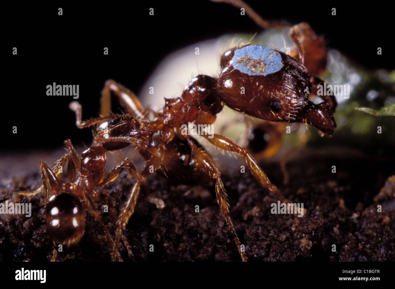 France, Ant Fanatic, an ant (worker) attacking an enemy (soldier) entered in the nest Stock Photo